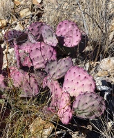 Purple cactus